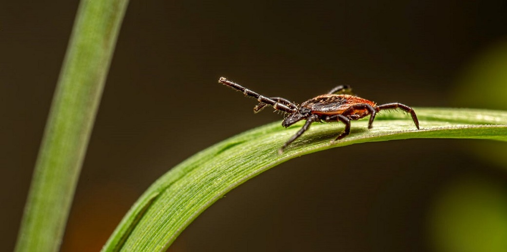 Как защититься от клещей в походе и оказать первую помощь: советы для туристов Как защититься от клещей в походе и оказать первую помощь: советы для туристов - Robinzon.ua