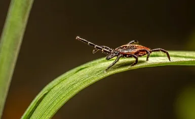 Как защититься от клещей в походе и оказать первую помощь: советы для туристов - Robinzon.ua
